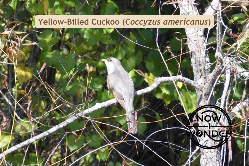 Yellow-Billed Cuckoo. Coccyzus americanus. Bird. Photograph taken by the author. Copyright © 2025 Now I Wonder. All rights reserved.