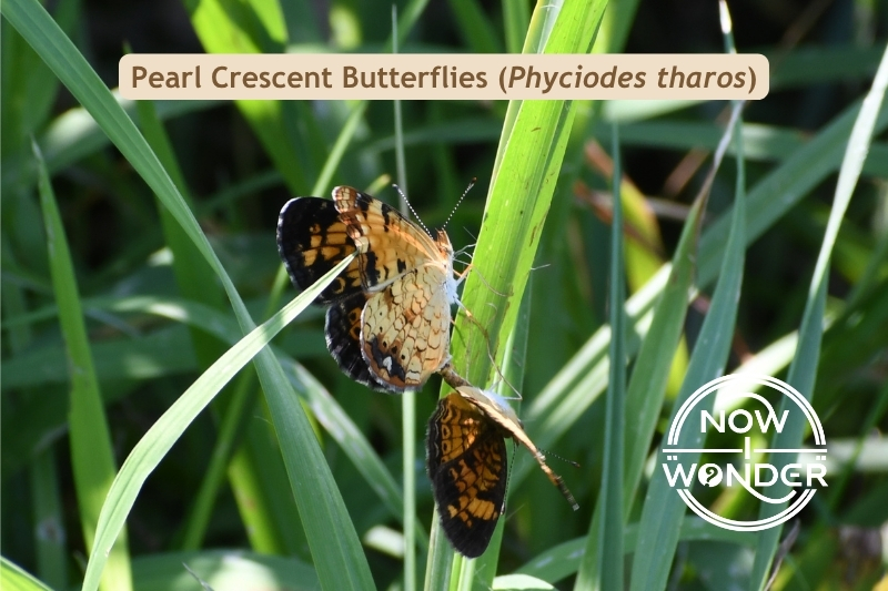 Pearl Crescent butterflies. Phyciodes tharos. Orange butterfly. Insect. Photograph taken and design created by the author. Copyright © 2025 Now I Wonder. All rights reserved.