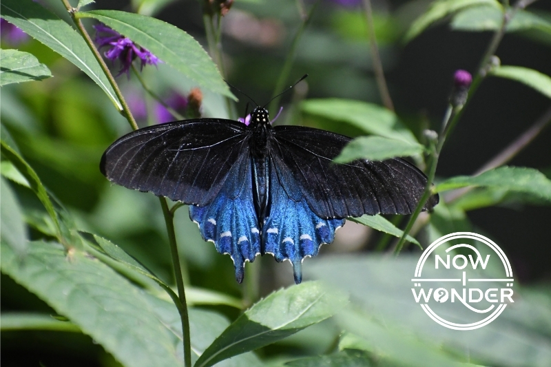 Pipevine Swallowtail Butterfly. Battus philenor. Black butterfly. Blue butterfly. Insect. Photograph taken and design created by the author. Copyright © 2025 Now I Wonder. All rights reserved.